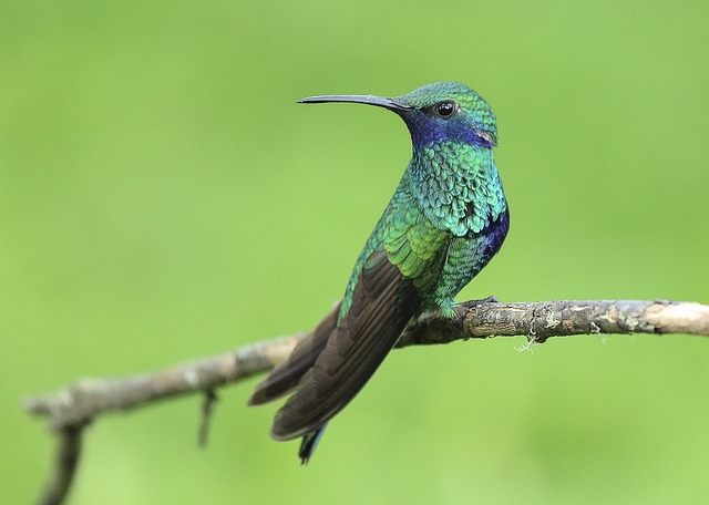 Un colibri